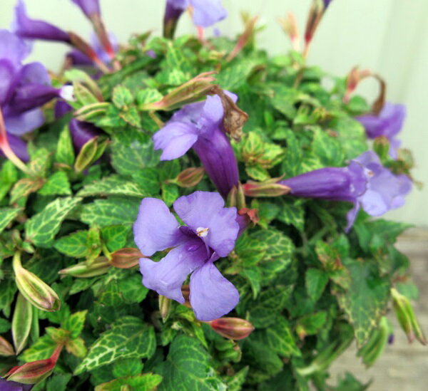 トレニア　ブルーインパルス　3.5号ポット苗のサムネイル