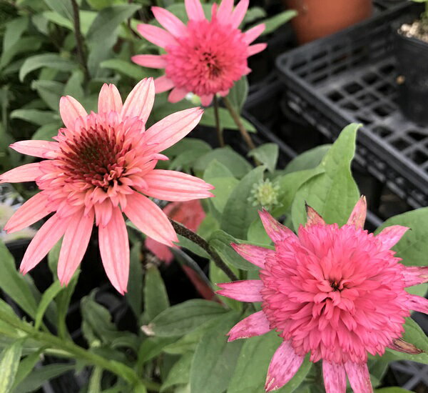 八重咲きエキナセア　ラズベリートラッフル　3.5号ポット苗（c03）のサムネイル