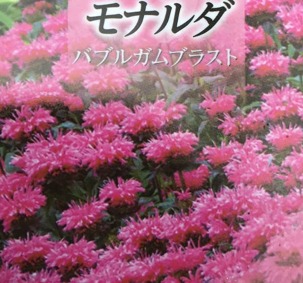 【5色から選ぶ】 モナルダ　3.5号苗 1