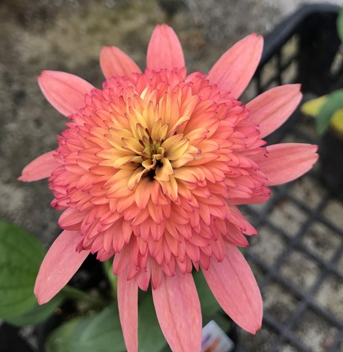 八重咲きエキナセア　ラズベリートラッフル　 3.5号ポット苗（g03）のサムネイル