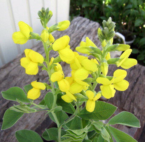 黄花千代萩（キバナセンダイハギ） 3.5号苗()のサムネイル