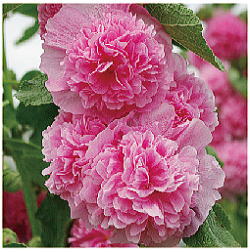 タチアオイ アルセア　チャターズ　ピンク　3.5号苗(b9)のサムネイル