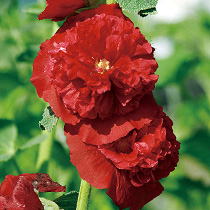 タチアオイ アルセア　チャターズ　レッド　3.5号苗(c12)のサムネイル