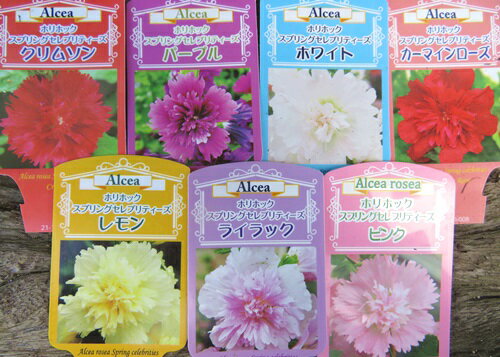 【花色が選べる】タチアオイ (アルセアロゼア) スプリングセレブリティーズ　3.5号苗(d09)のサムネイル