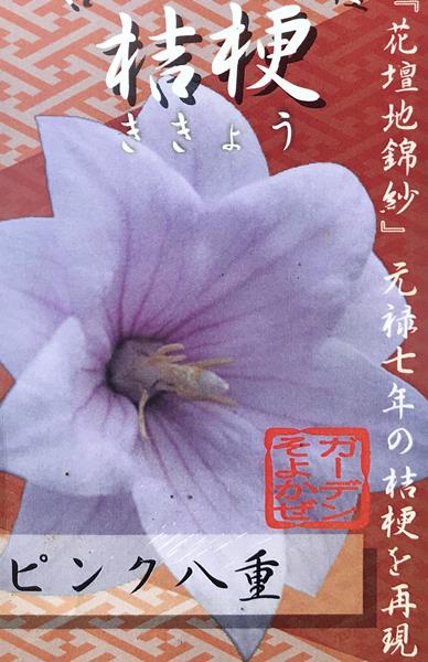 桔梗(キキョウ)苗　高性種　二重咲き　ピンク　3号苗【ガーデ