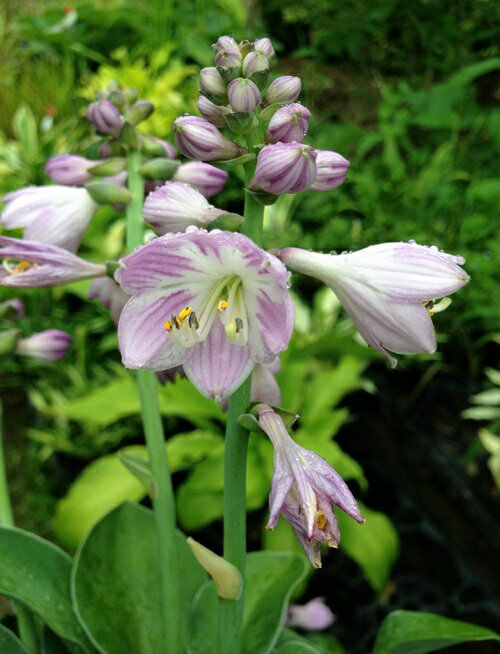 ギボウシ　ブルーマウスイヤーズ　4.5号苗(小型緑葉丸葉)のサムネイル