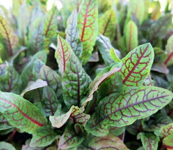 ルメックス　ブラッディドッグ　2.5号苗のサムネイル