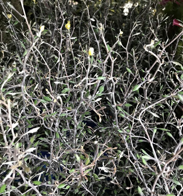 コロキア　ワイヤースター　3号苗（h21)のサムネイル