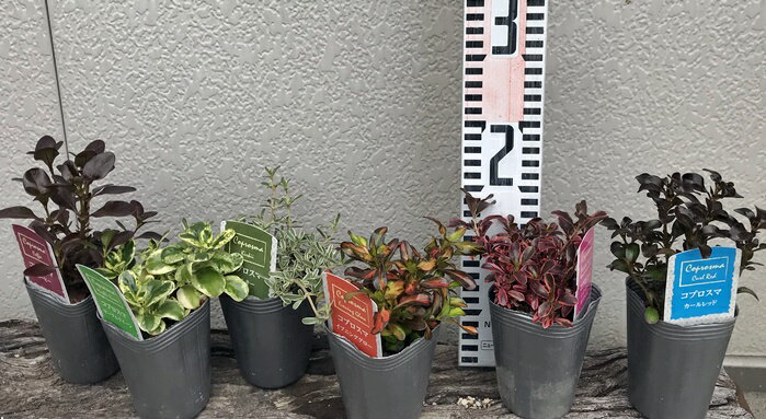 【6種から選ぶ】コプロスマ　2.5号ポット苗(b3)のサムネイル