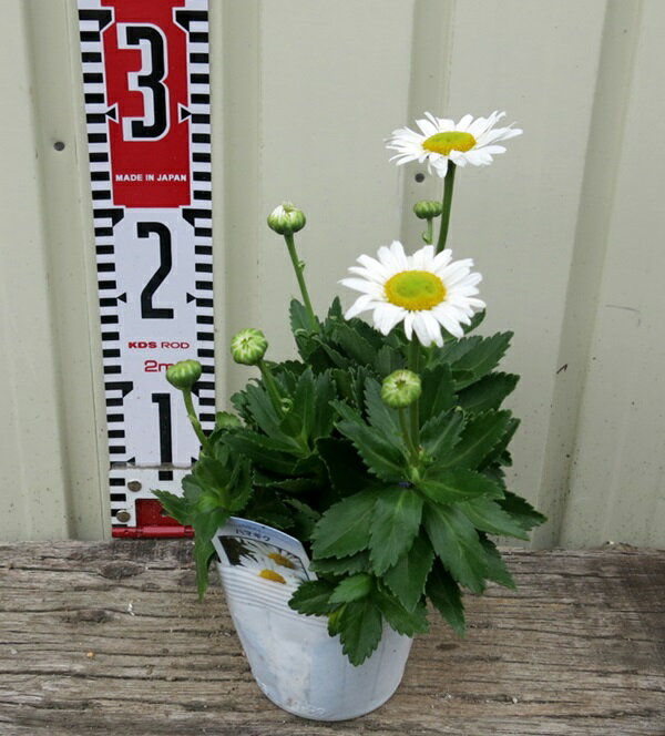 ハマギク浜菊　3号苗（e10）