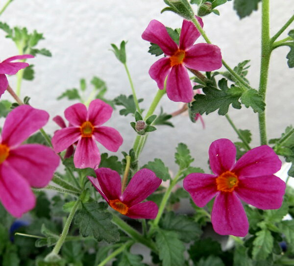 サンブリテニア　パープルディーバ　4号苗のサムネイル