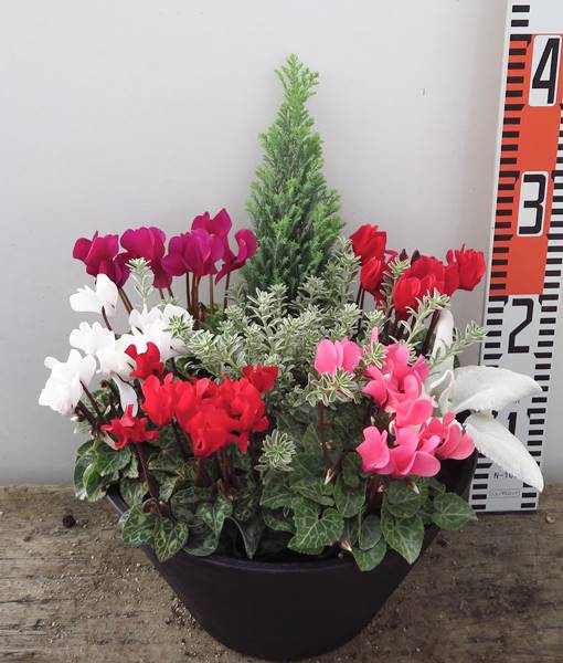 【送料無料】NO.2　クリスマスカラーのシクラメンや花苗の季節の寄せ植え♪セラアート丸鉢9号植えのサムネイル