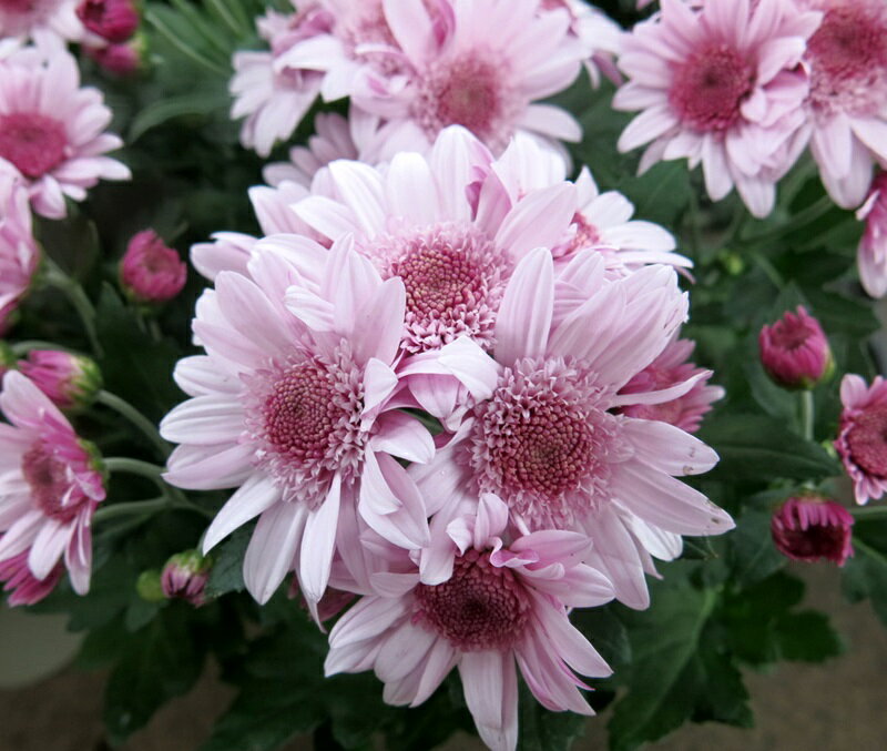 【現品】スプレーマム　ピンク　4号苗のサムネイル