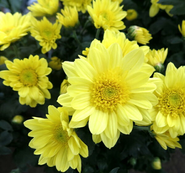 【現品】スプレーマム　イエロー　4号苗のサムネイル