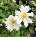 【花終わり】 秋明菊(シュウメイギク) 白八重 4.5号苗(...