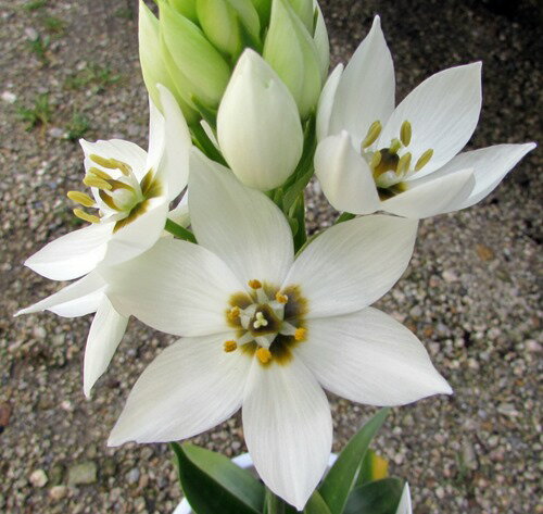 オーニソガラム　白花(ホワイト) 4号苗（b19）