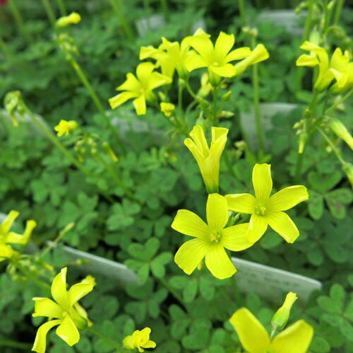 黄色いオキザリス セルヌア　3.5号苗のサムネイル