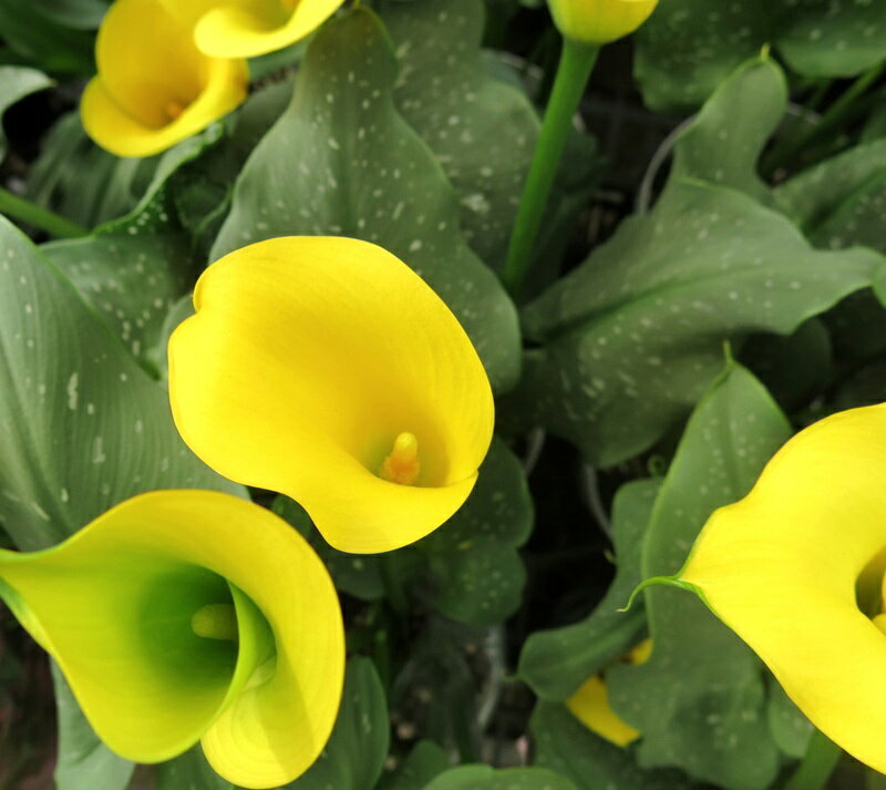 カラー　ゴールデンチャリス　6号鉢