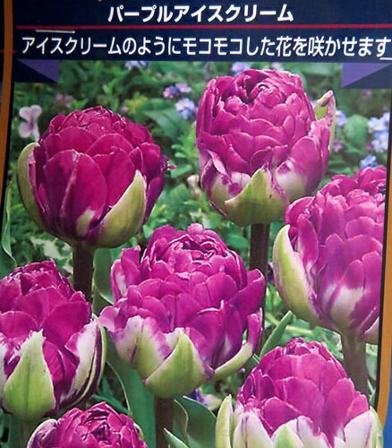 チューリップ球根　「パープルアイスクリーム」1球ポット植え苗のサムネイル