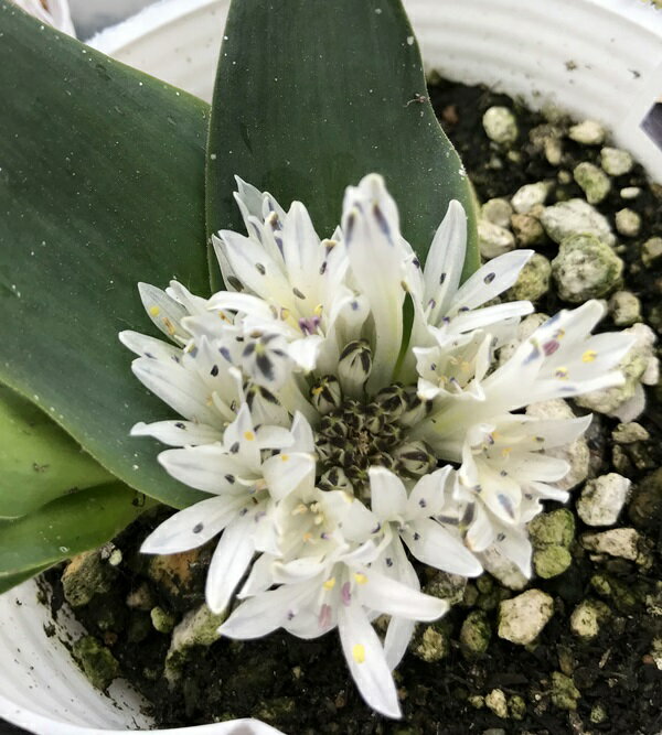 ポリキセナ　マウガニー（白花）3号苗(d13)のサムネイル