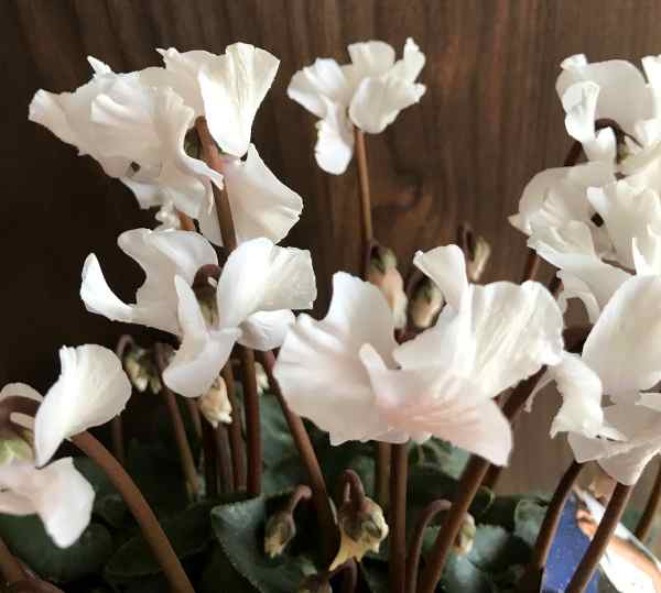 ★訳アリ（咲き進み）値下げ品★【現品発送】シクラメン苗　天使の羽（テンシノハネ）4号鉢セラアート植え　ホワイト02のサムネイル