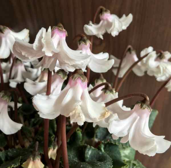 【現品発送】シクラメン苗　天使の羽（テンシノハネ）4号鉢セラアート植え　ホワイト03のサムネイル