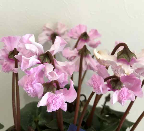 ★訳アリ（咲き進み）値下げ品★【現品発送】シクラメン苗　天使の羽根（テンシノハネ）4号鉢セラアート植え　サクラピンクのサムネイル