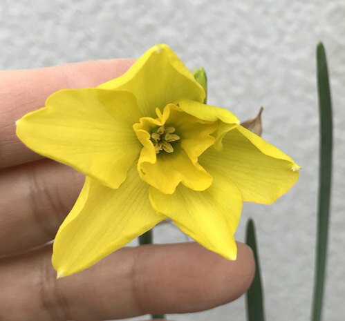 水仙の季節はいつ 花言葉や品種の由来 見ごろの時期をご紹介 暮らし の