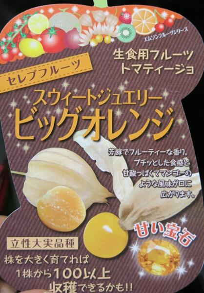 食用ほおずき　ビッグオレンジ　3号苗のサムネイル