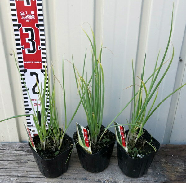 ねぎ苗(青ネギ）3号苗　3個のサムネイル