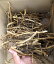 ミョウガ(茗荷) 苗 0.3kg(数量限定) 2,145円