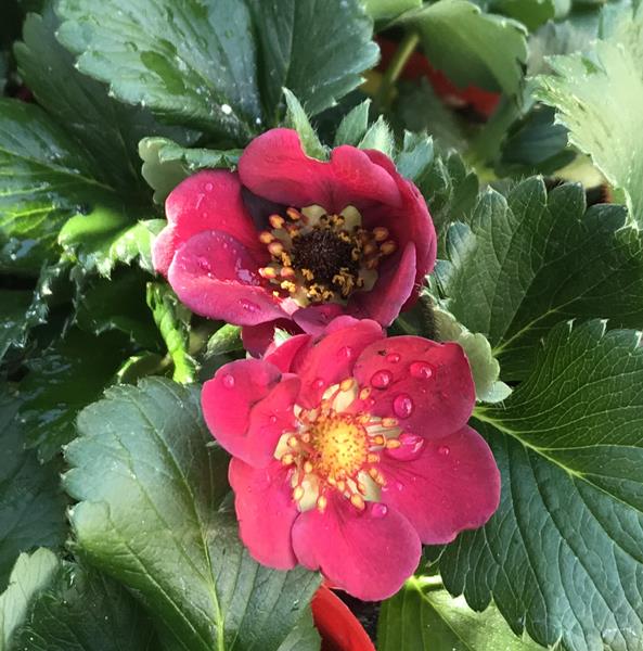 四季成イチゴ苗　ルビーアン　3号ポット(f13)のサムネイル