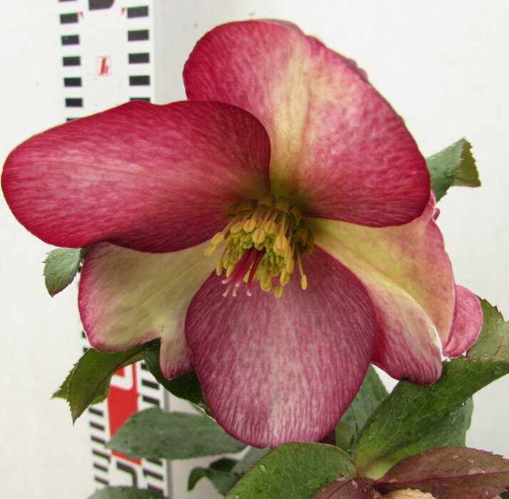 クリスマスローズ　 氷の薔薇(コオリノバラ)　ダークピコティ　6号セラアート鉢植え　【復色系　一重咲き　シングル咲き】