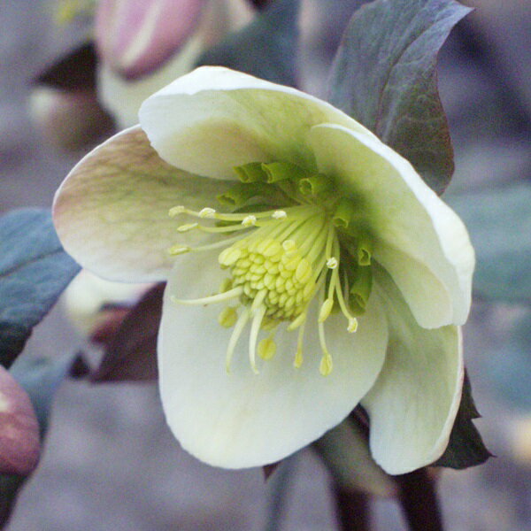 【現品】ミヨシのクリスマスローズ エリックスミシィ 　4.5号 695　原種系 一重咲き【撮影日：24年2月9日】のサムネイル