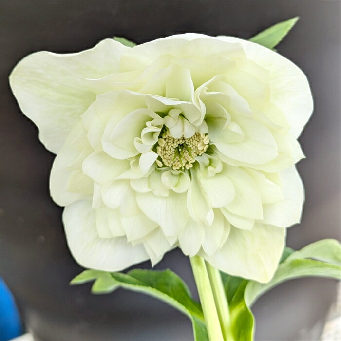 【現品】クリスマスローズ 　多弁ダブル咲き　ライムグリーン/ホワイトクリーム系　5号　2709【撮影日：25年2月25日】のサムネイル