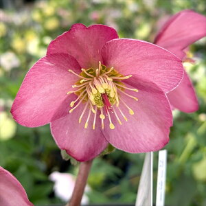 【現品A110rr】クリスマスローズ 氷の薔薇(コオリノバラ) ローズ 6号セラアート鉢植え 【ピンク系 シングル咲き 一重咲き】【撮影日:24年3月6日】