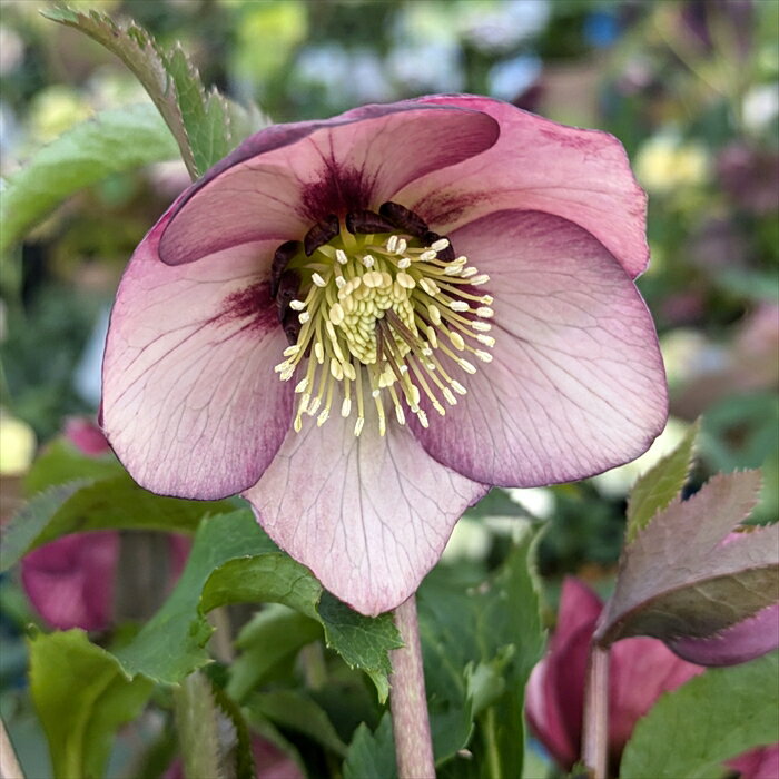 楽天市場】クリスマスローズ 鉢植え(鉢花|花・観葉植物):花 楽天市場】クリスマスローズ 鉢植え(鉢花|花・観葉植物):花