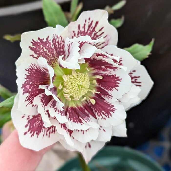 【現品】クリスマスローズ 　ダブル咲き　ホワイト系　ブロッチ　5.5号鉢植え　 A205rb【撮影日：25年11月13日】