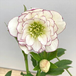 【現品】クリスマスローズ 多弁ダブル咲き 糸ピコティ ホワイト系 5号鉢植え A406【撮影日:25年4月1日】