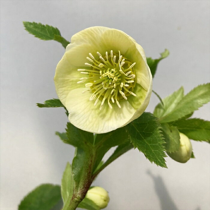 楽天市場】クリスマスローズ 開花株(サイズ(植木鉢)7 ~ 9号 楽天市場】クリスマスローズ 開花株(サイズ(植木鉢)7 ~ 9号