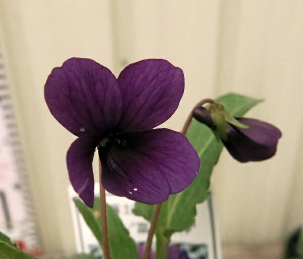 富士明神スミレ　3号苗