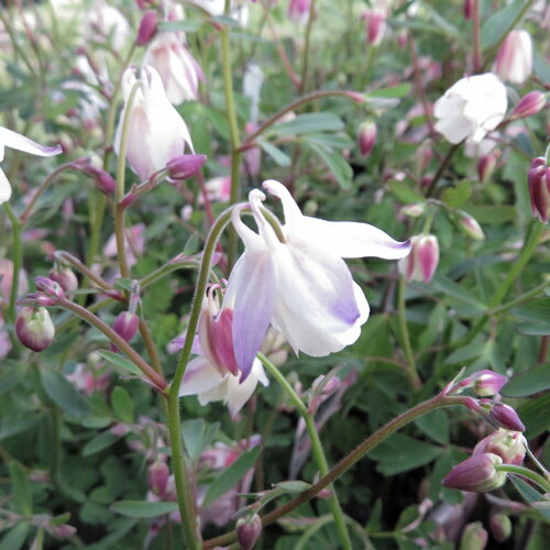 乙女風鈴オダマキ（オトメフウリンオダマキ）　3号ポット苗(b)のサムネイル