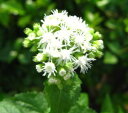 セイヨウフジバカマ(ユーパトリウム )　白花（e02)