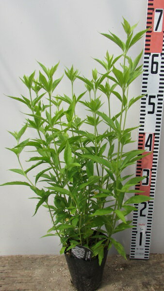 フジバカマ苗　白花　3.5号苗（c16）