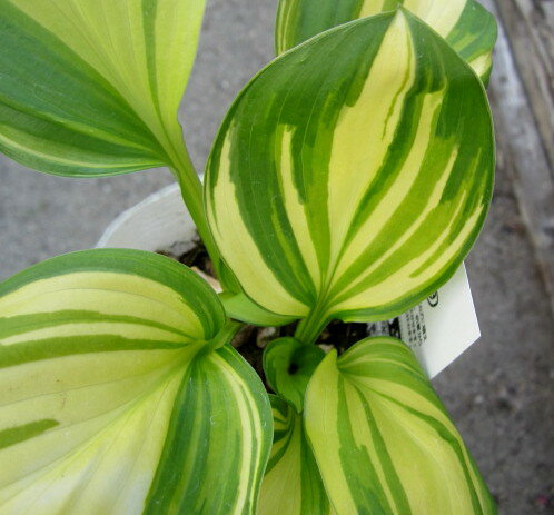 ギボウシ　レインボーズエンド(中型縦斑丸葉)のサムネイル