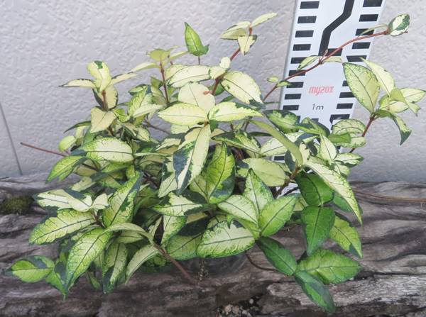 テイカカズラ 植物図鑑