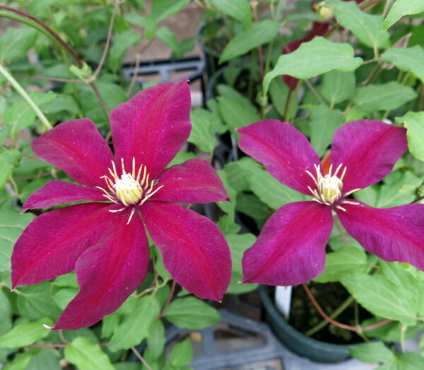 【現品発送】クレマチス　ニオベ　4号苗(c05)のサムネイル