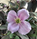 【花終わり】芳香性クレマチス メイリーン 6号鉢植え苗(b)