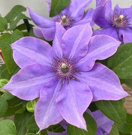 クレマチス　ミゼットブルー　4号鉢のサムネイル