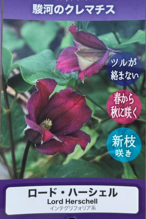 【現品発送】クレマチス　ロード・ハーシェル　4.5号苗(i10)